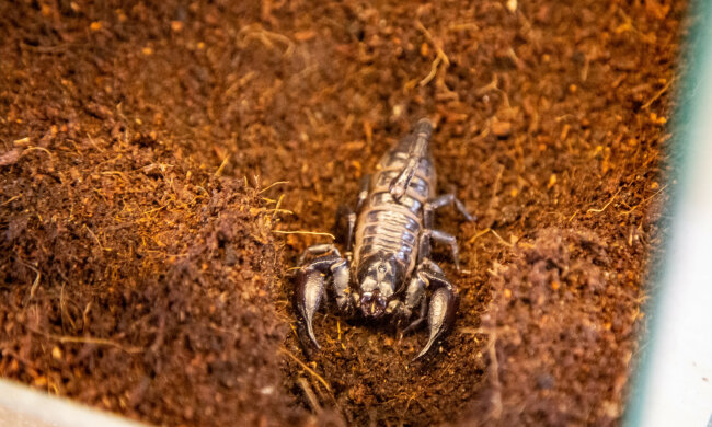 Мешкав на суші та в морі: вчені знайшли найдавнішого скорпіона