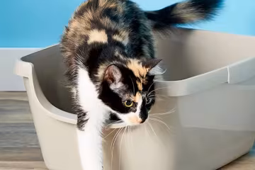 Котик и лоток, кадр с видео