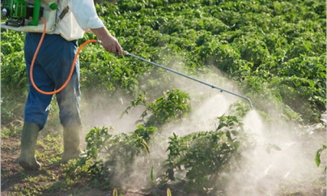 Пестициди, огород, обробка, тара. Фото Кіровоград 24
