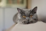 Котів відправили у віртуальну реальність заради реклами (ВІДЕО)