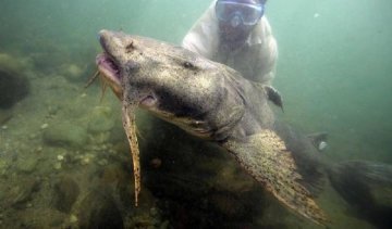 У мережі показали гігантського сома, що відлякує водолазів