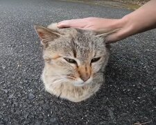 Ілюстративне фото: кадр з відео