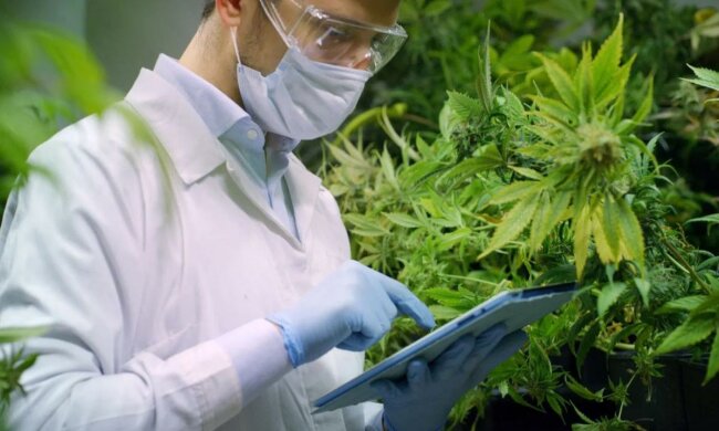 В Минздраве поддержали легализацию марихуаны в Украине: "Я за расширение"