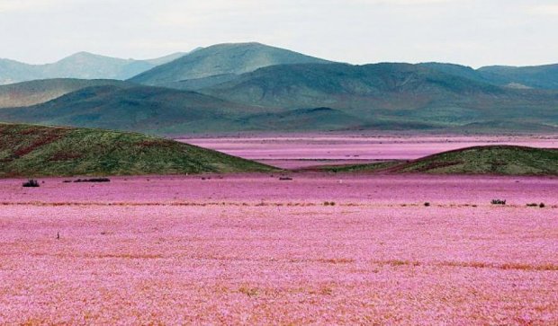Самая сухая в мире пустыня покрылась цветами после дождя (фото)