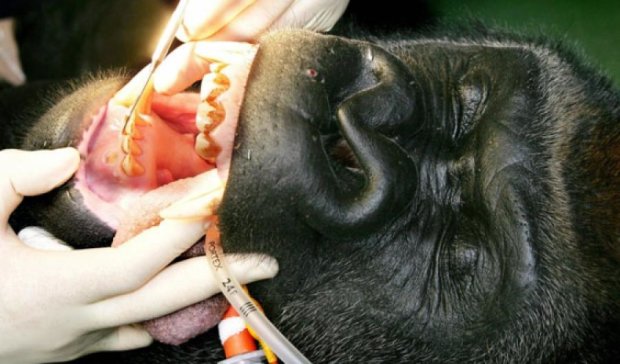 Как горилле зуб лечили (видео)