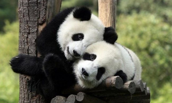 Панди-близнюки майстерно роблять сальто (відео)