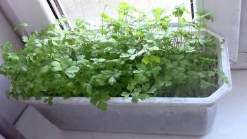Зелень на підвіконні, фото ecoidea
