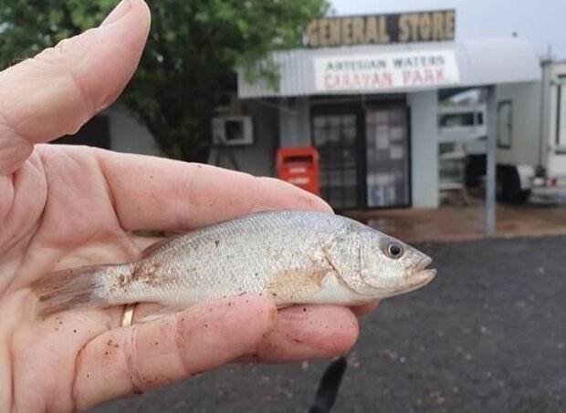 Стражденну Австралію після руйнівних пожеж закидало "рибним дощем", кадри надприродного феномену