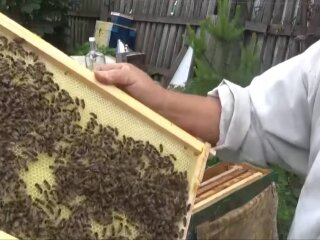 Бджоляр, фото: скріншот з відео