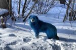 Синие собаки, фото: Telegram
