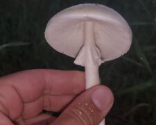 Бледная поганка: фото скрин Ютуб