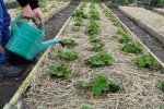 Клубника на огороде, фото: скриншот из видео