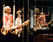 Виставка тіл Body Worlds залишається в Києві,  Body Worlds