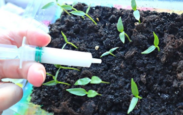 Розсада, зображення з вільних джерел