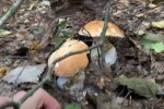 Ліси під Тернополем заполонили люди з кошиками - гори грибів