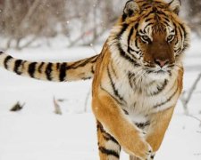 Амурские тигры устроили охоту на беспилотники