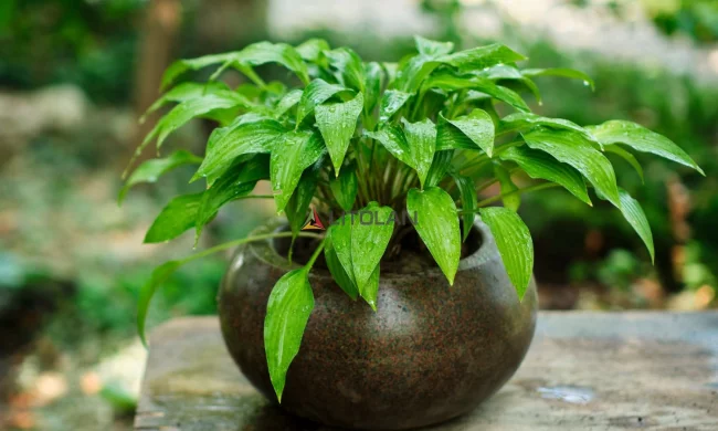 Вазоны. Фото Litolan