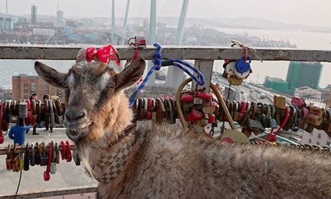 Цап Обама зустрінеться з Меркель