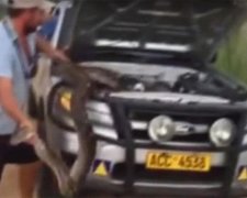 Автовласник «пригрів» під капотом пітона (відео)