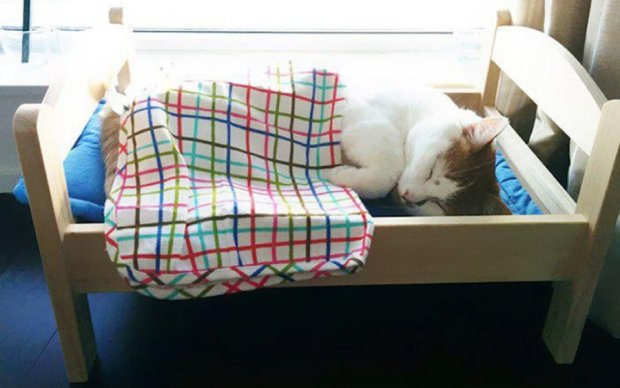 ІКЕА вклала безпритульних котів в ліжка
