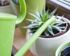 Алое вера, кадр з відео