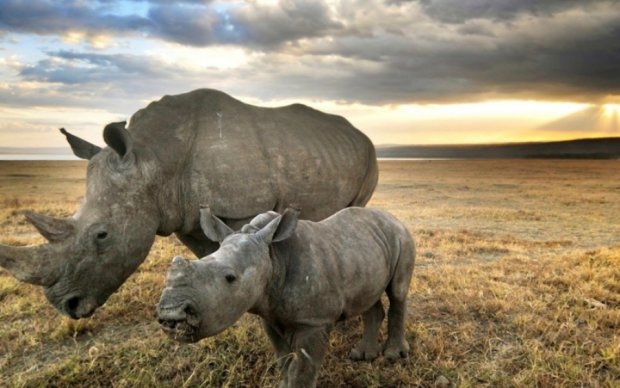 В ЮАР разрешили истреблять носорогов