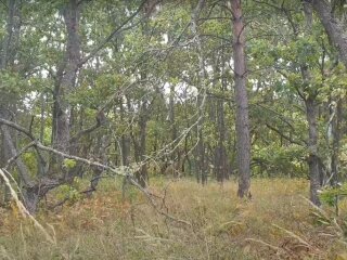 ліс, скріншот з відео