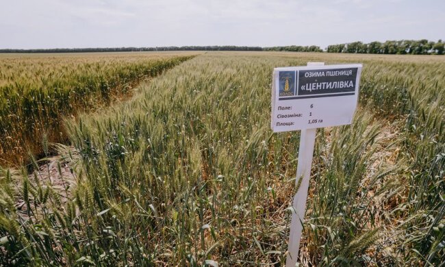 Поле пшениці — земельний пай