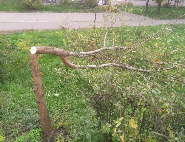 В Запорожье вандалы с разгону атаковали молодые деревья - остались одни щепки