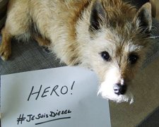 Je Suis Diesel: світ згадує пса-поліцеського, що загинув у Парижі (фото)