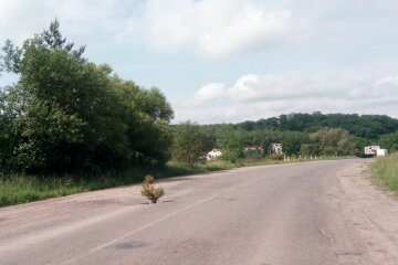На Тернопільщині ялина посадили посеред вбитої дороги - ганьба чиновникам