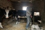 Тримала в сараї: жертвами української пенсіонерки стали троє чоловіків