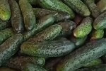 Огурцы. Фото: скриншот youtube