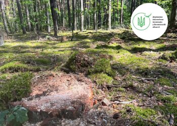 незаконна вирубка дерев