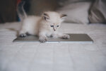 кошеня, фото Pxhere
