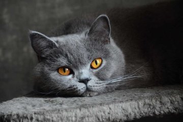Кот-экстрасенс за 5 миллионов свел с ума интернет
