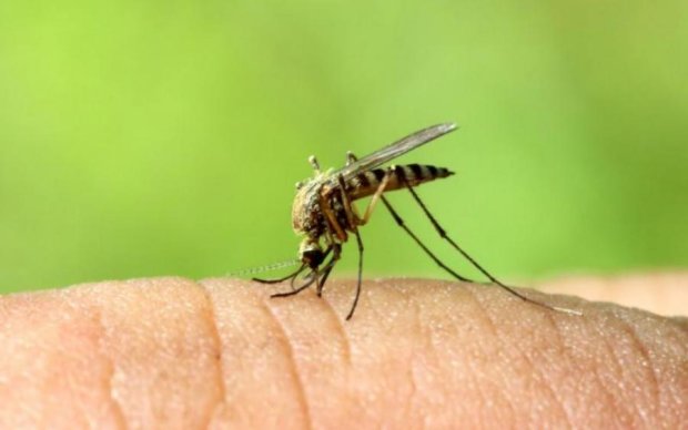Комары-мутанты массово загоняют россиян в больницы 