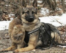 Вихопив з-під коліс: в Харкові пес врятував малюка від вірної загибелі, - зворушливі кадри