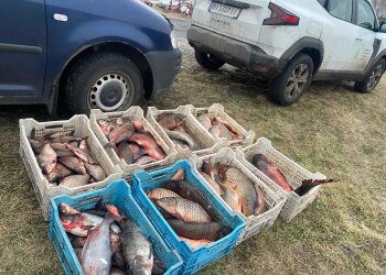 незаконный лов рыбы