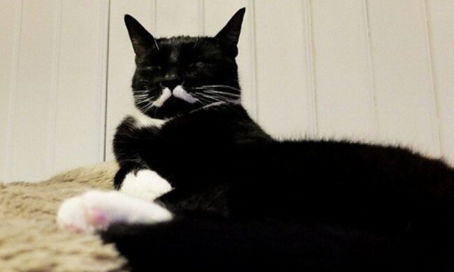 Кіт Сталін підкорив Instagram (фото)