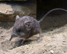 Слоновий стрибунець, фото з відкритих джерел