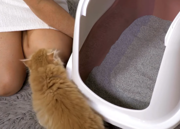 Котик та лоток з наповнювачем, кадр з відео