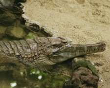 Дикий эксперимент с собакой и крокодилами закончился трагедией: видео
