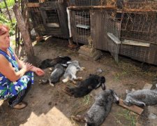 Неизвестное существо терроризирует жителей Прикарпатья