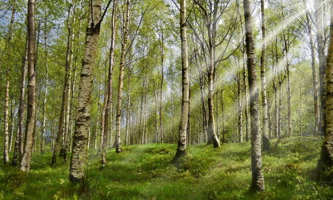 Кліщ в лісі, фото pixabay