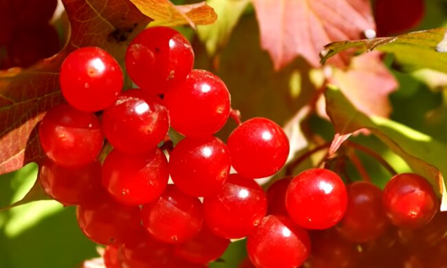 Калина, скриншот: YouTube