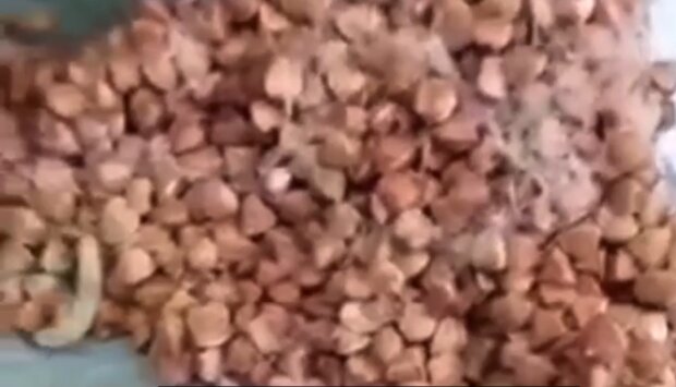 Гречка с личинками, кадр из видео