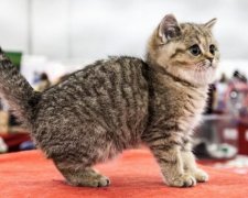 У Києві запрошують на Міжнародну виставку породистих котів