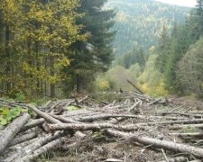 Служба безопасности задержала лесных взяточников