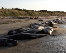 Зоозахисники назвали причини масового самогубства китів